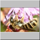 Halictus tumulorum - Furchenbiene w01b 6mm - Sandgrube Niedringhaussee-det.jpg